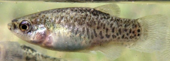 Aphanius iberus_11_hembra.jpg